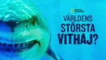 thumbnail - Världens största vithaj?