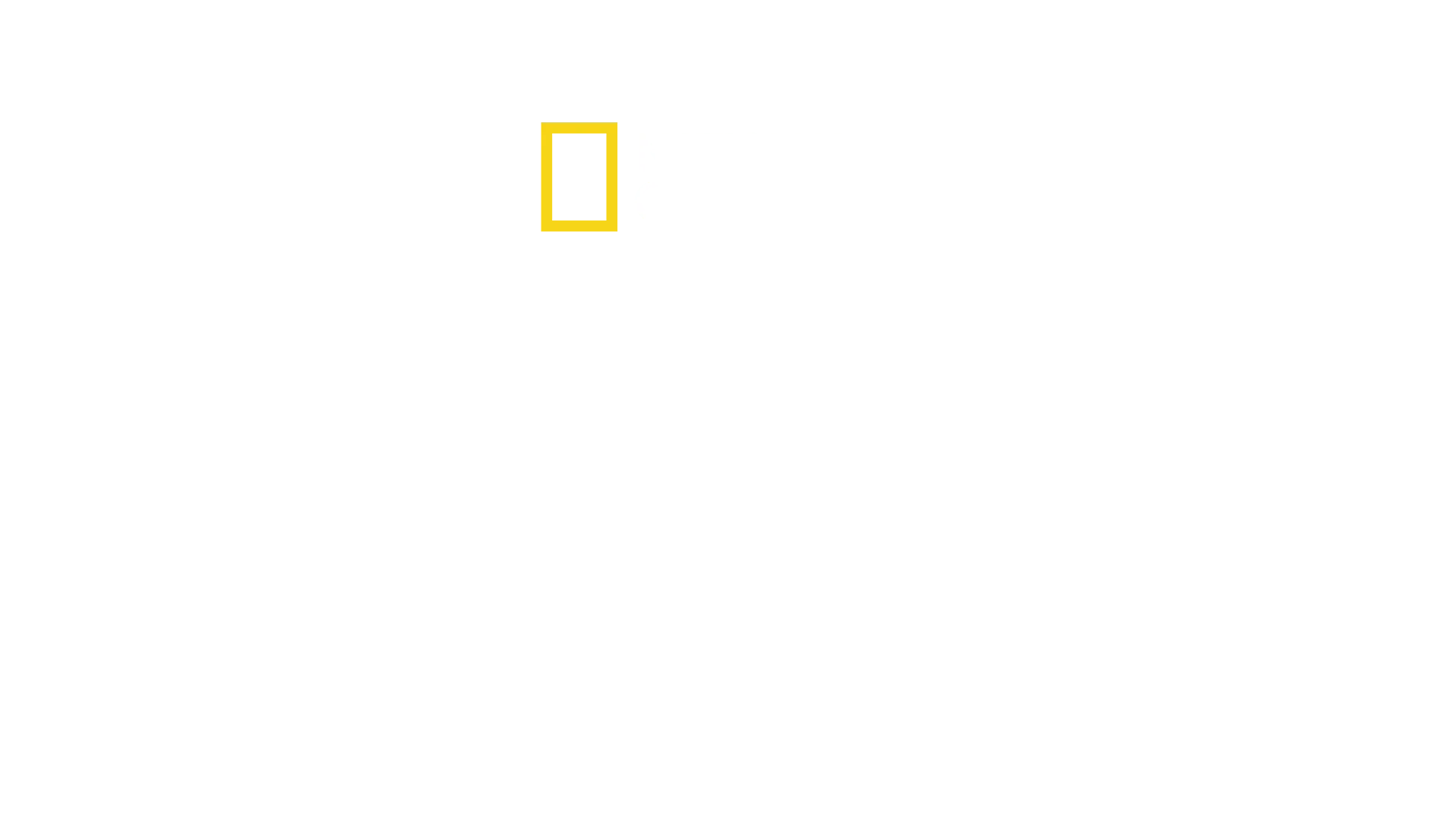 チンパンジーの楽園