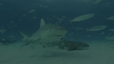 thumbnail - S1:E5 Detour