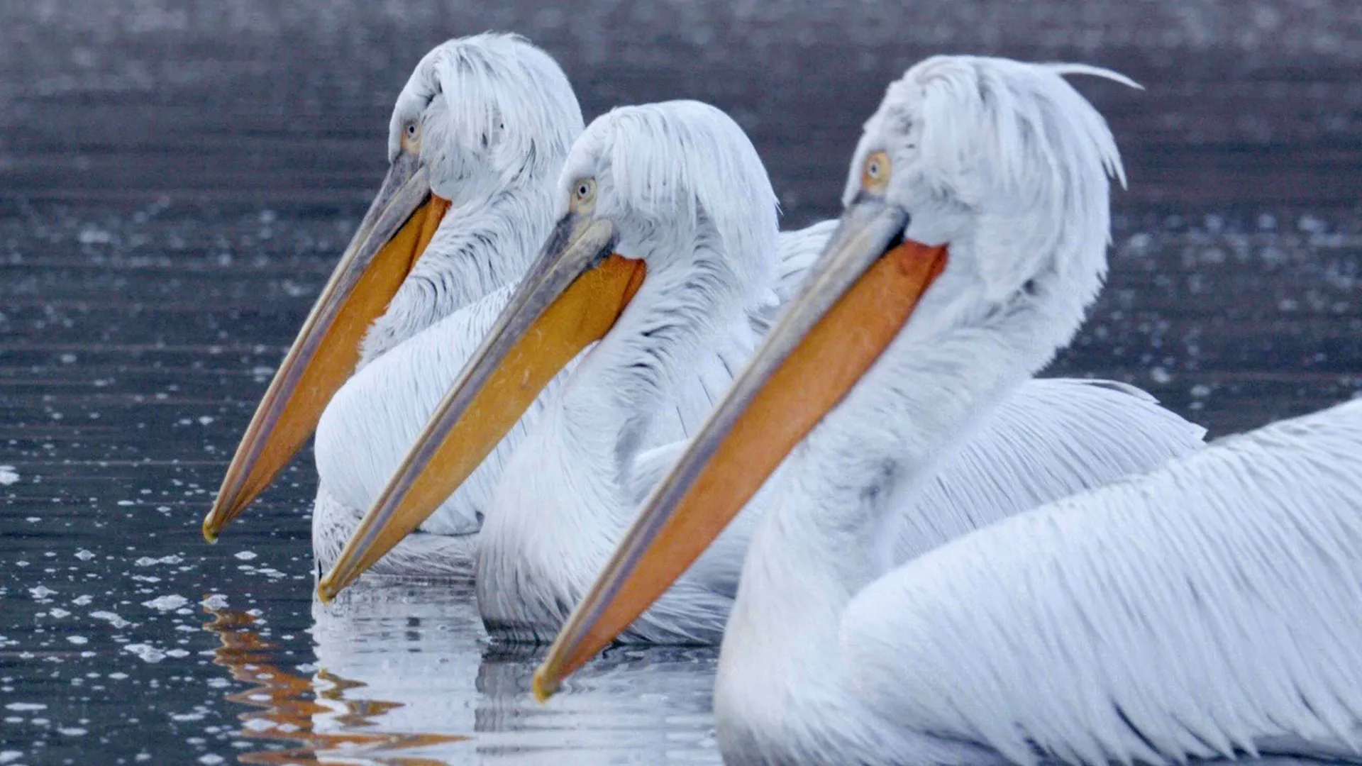 thumbnail - S1：第4話「ギリシャ」