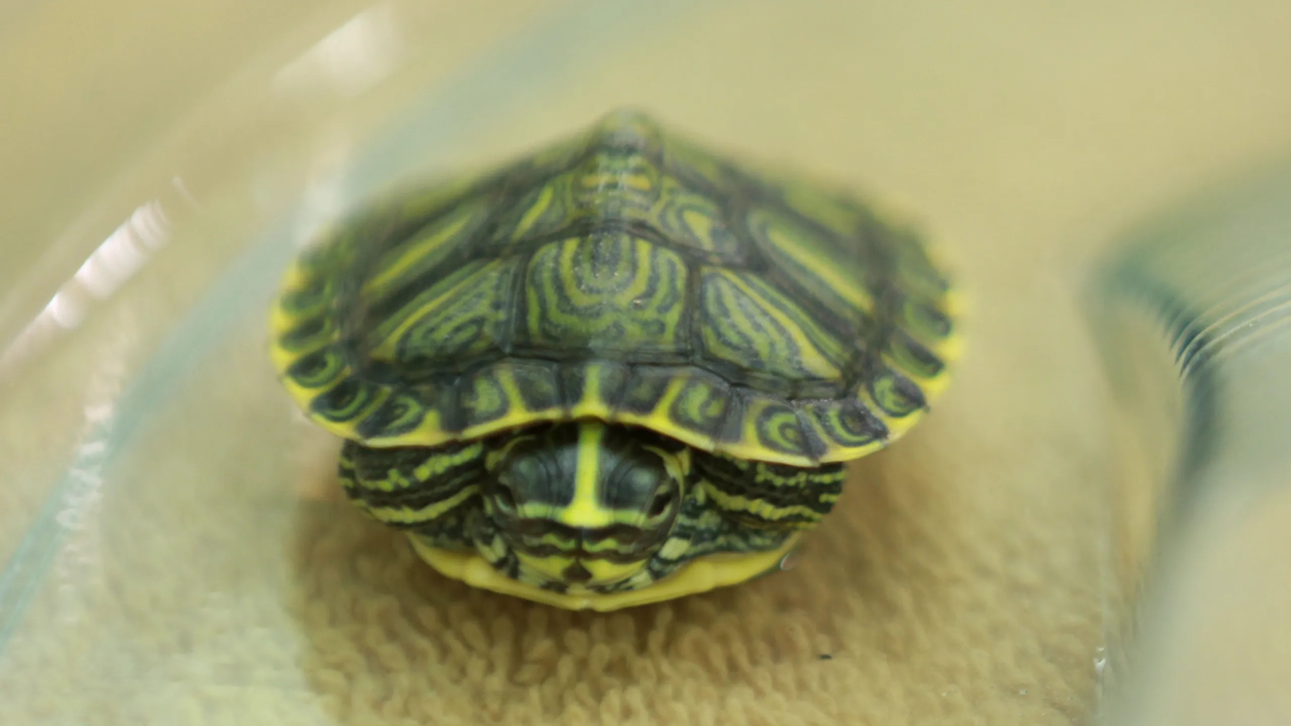 thumbnail - S2:E3 Turtle-Necked