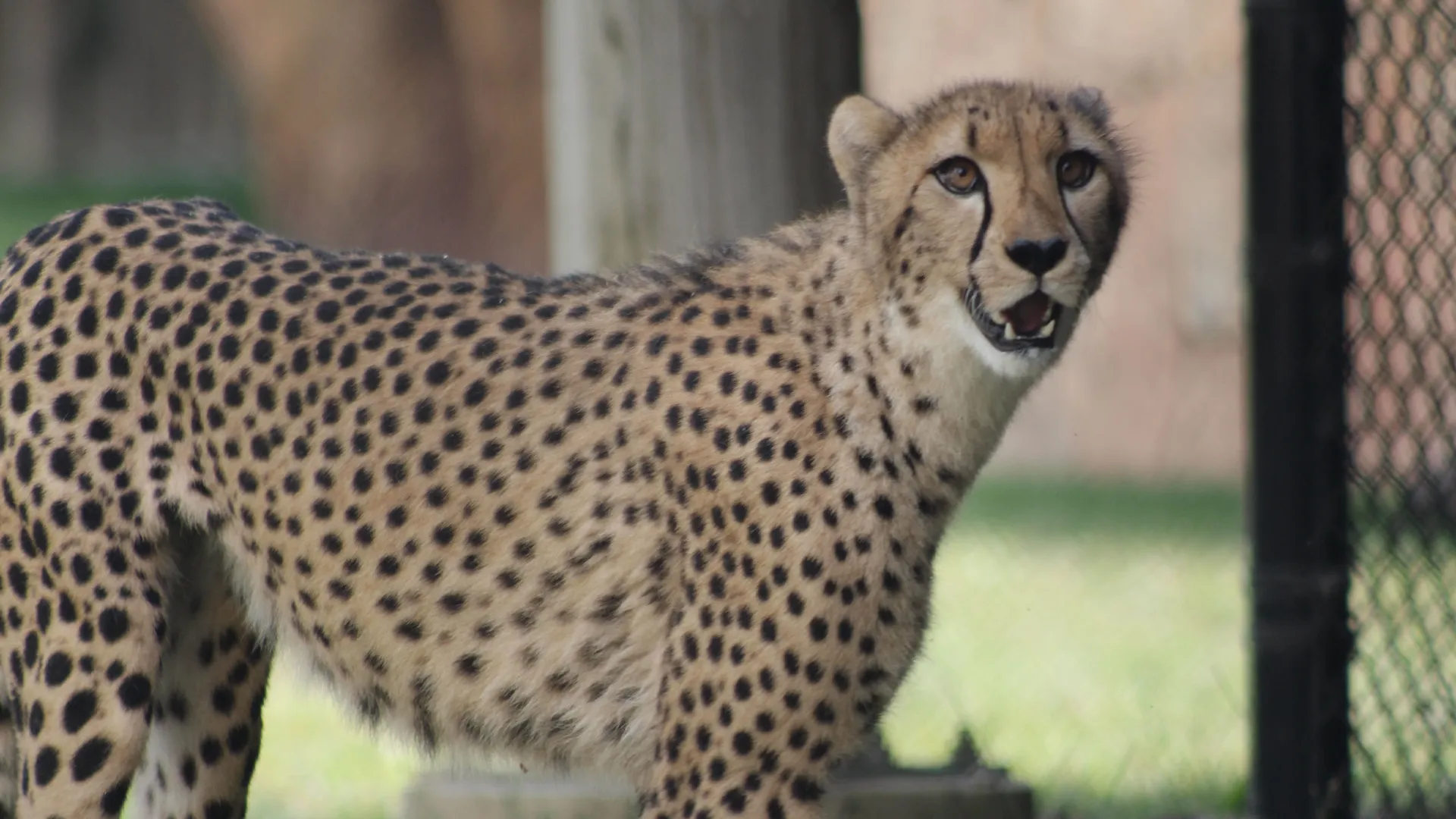 thumbnail - S4:E1 Cheetah's Greatest Race, A