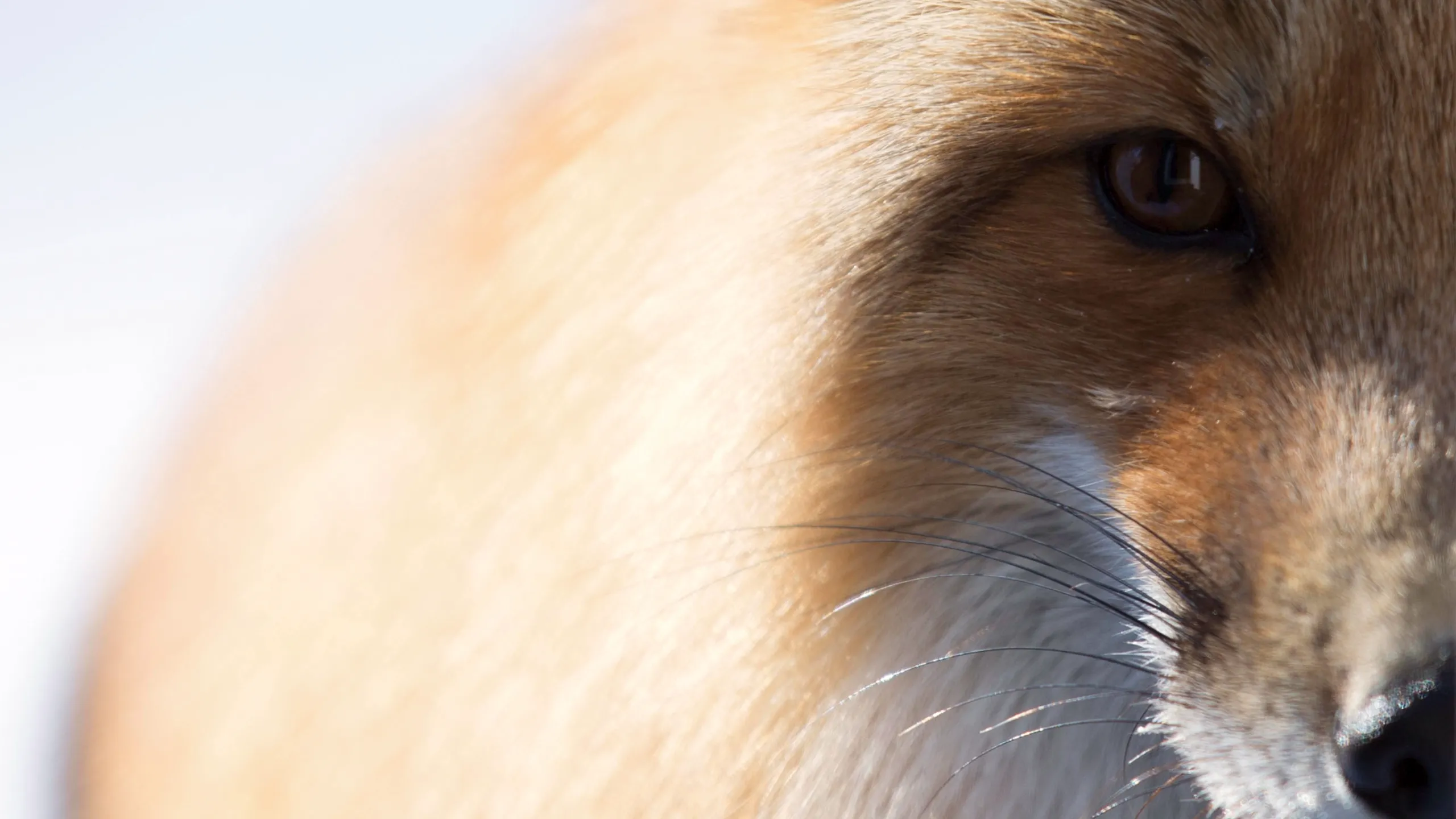 thumbnail - S1:E8 Checkmate