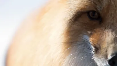 thumbnail - S1:E8 Checkmate