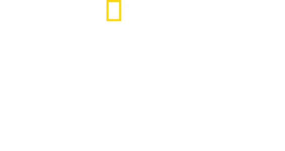 Atak rekina