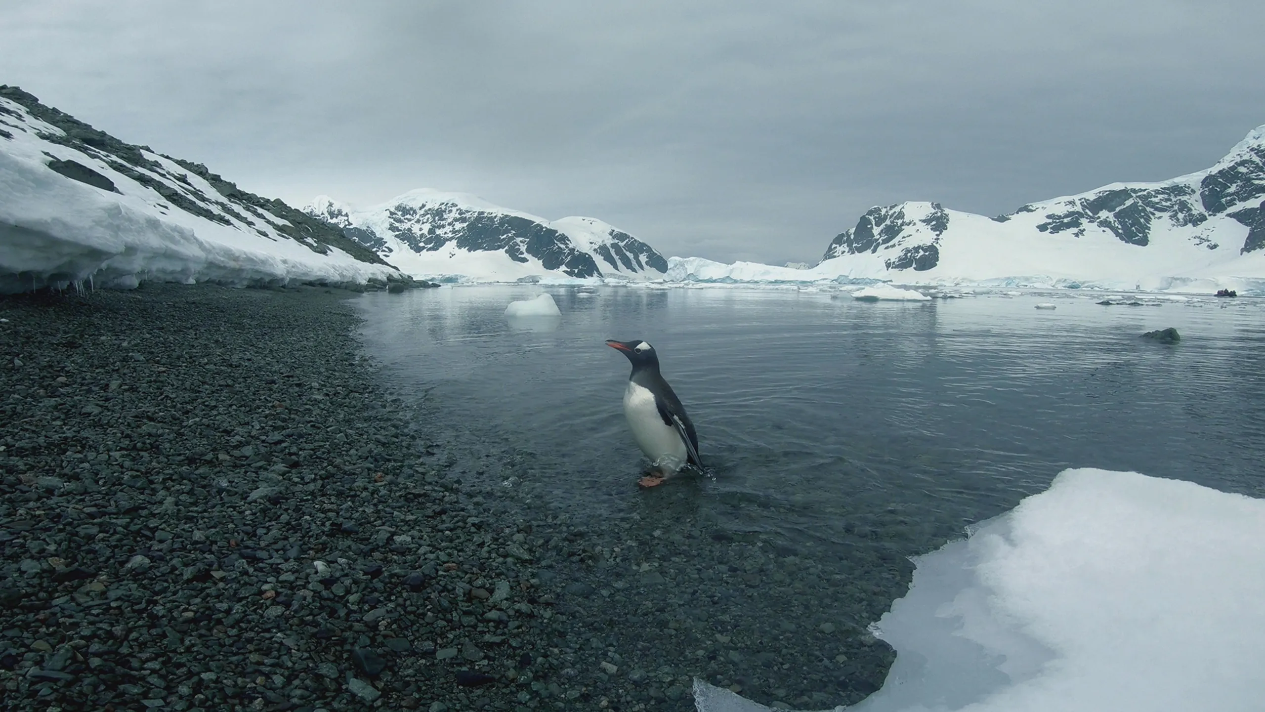 thumbnail - S1:E1 A Penguin Proposal