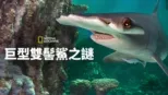 thumbnail - 巨型雙髻鯊之謎