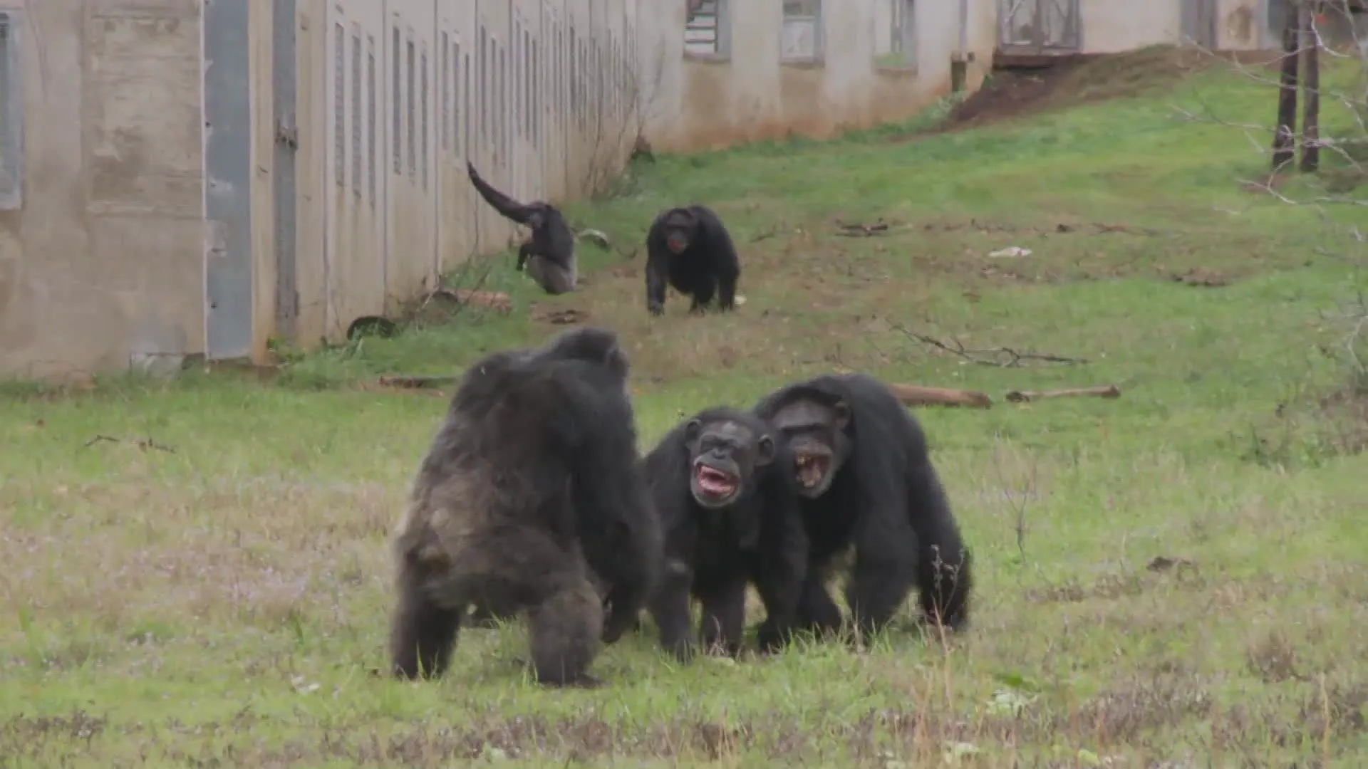 thumbnail - S1:E1 MonsterQuest: Dangerous Primates