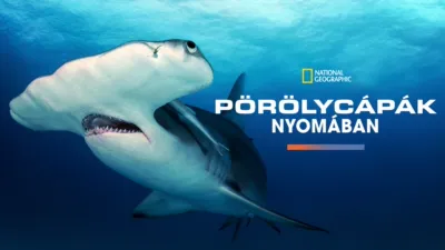 thumbnail - Pörölycápák nyomában