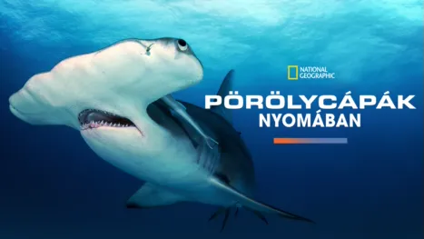 thumbnail - Pörölycápák nyomában