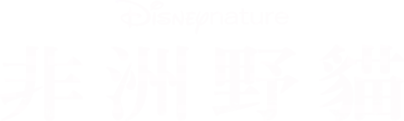 非洲野貓