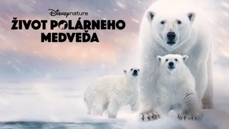 thumbnail - Život polárneho medveďa