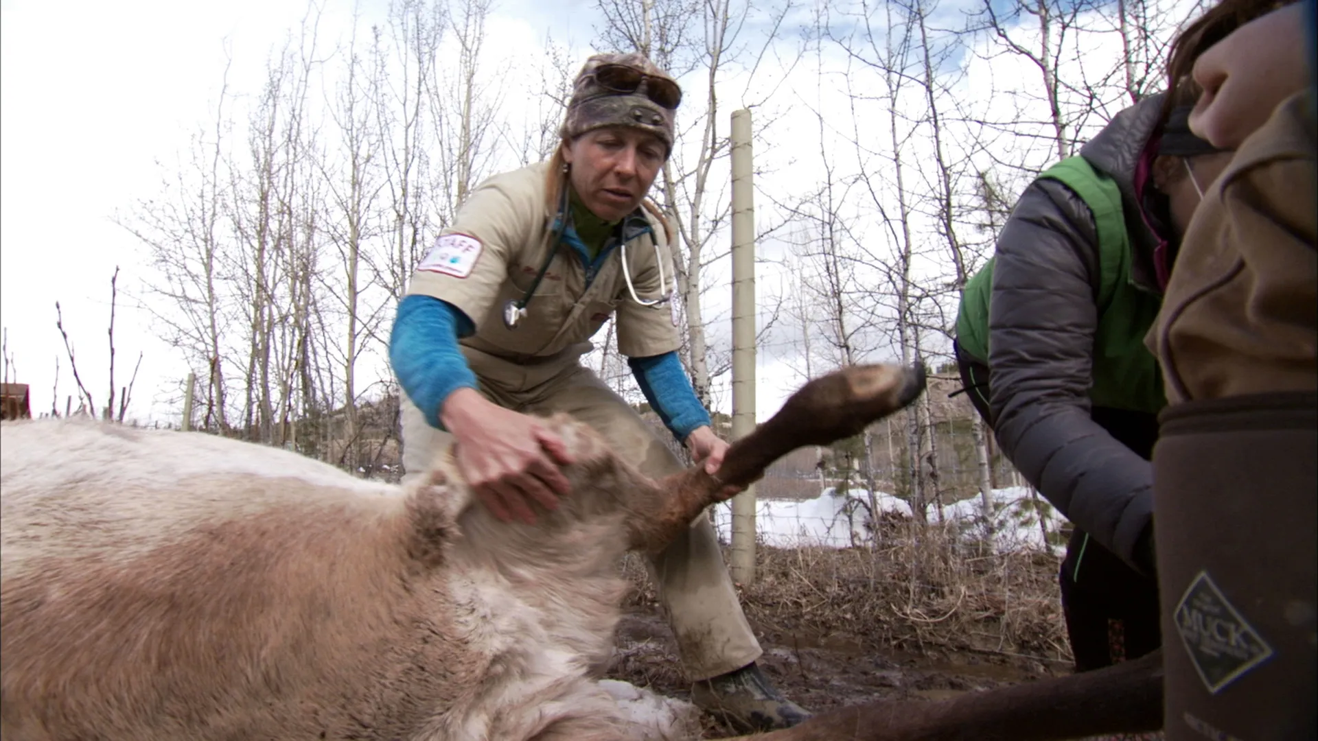 thumbnail - S2:E9 Moose On the Loose