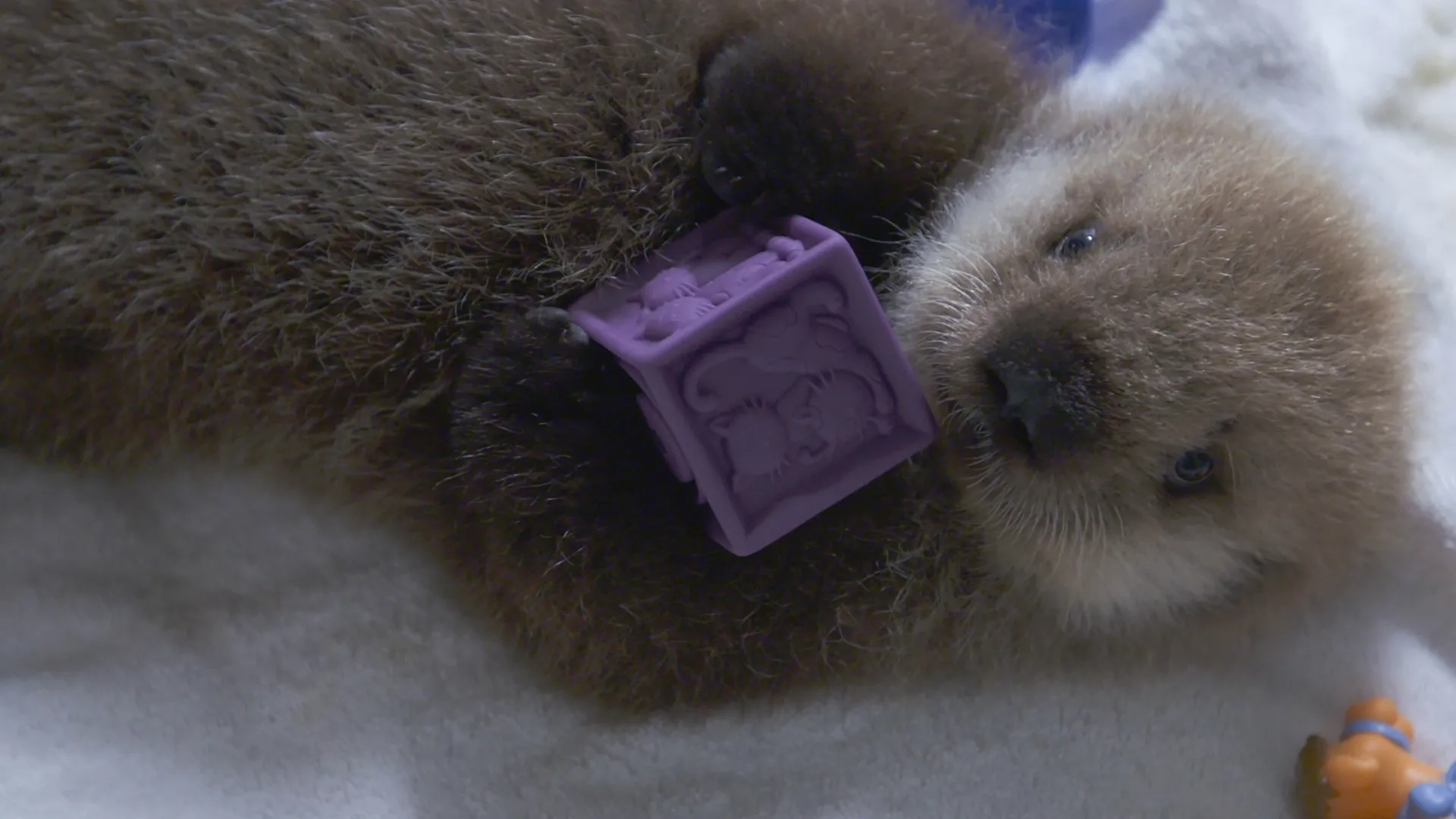thumbnail - S2:E2 One Way Or An Otter