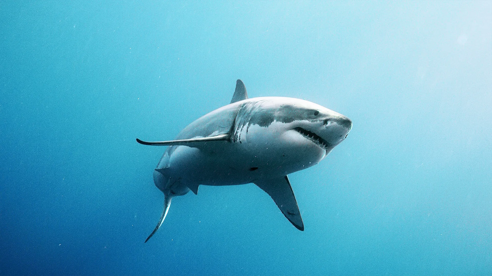 thumbnail - S1:E1 California Great Whites