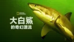thumbnail - 大白鯊的奇幻漂流