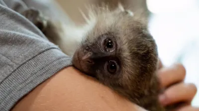 thumbnail - S2:E4 Tsiba's New Mum