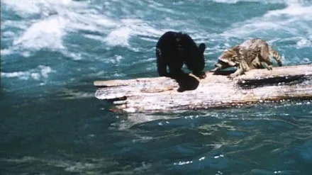 Cuento de dos animalitos