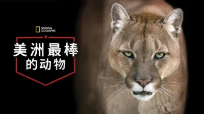 美洲最棒的动物