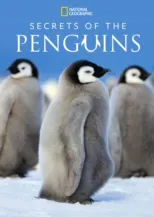 thumbnail - Secrets of the Penguins