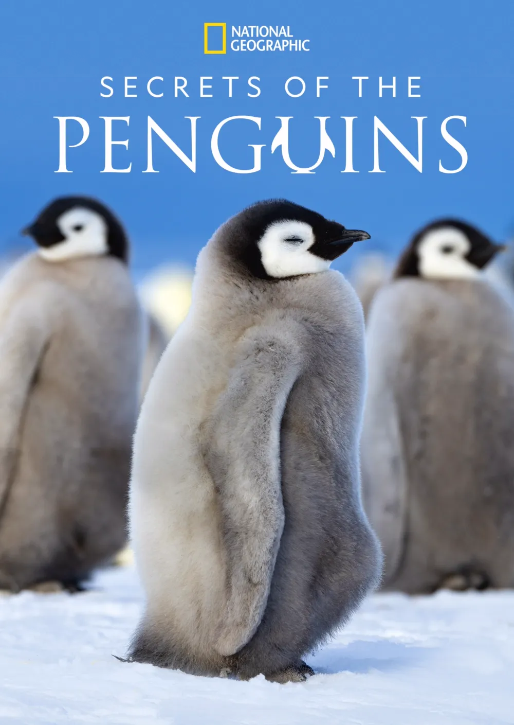 Secrets of the Penguins