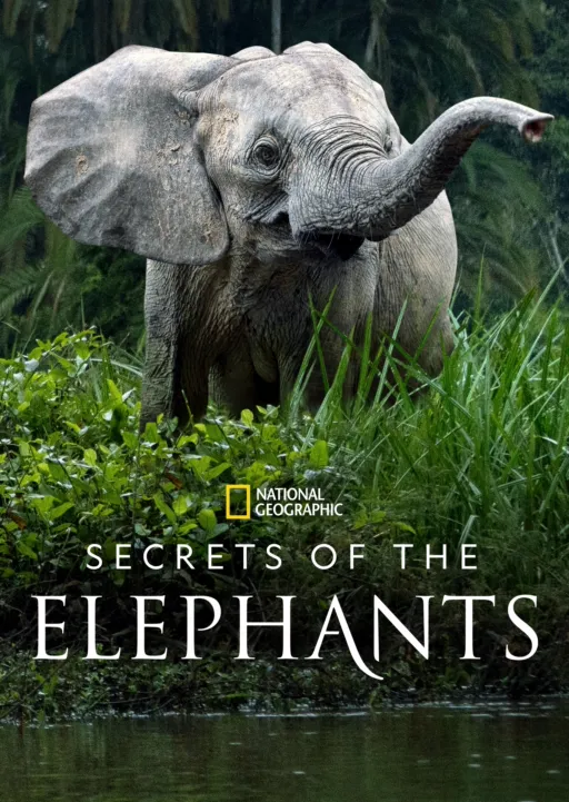 Secrets of the Elephants
