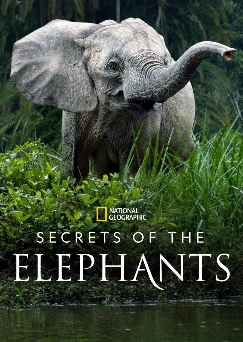 Secrets of the Elephants