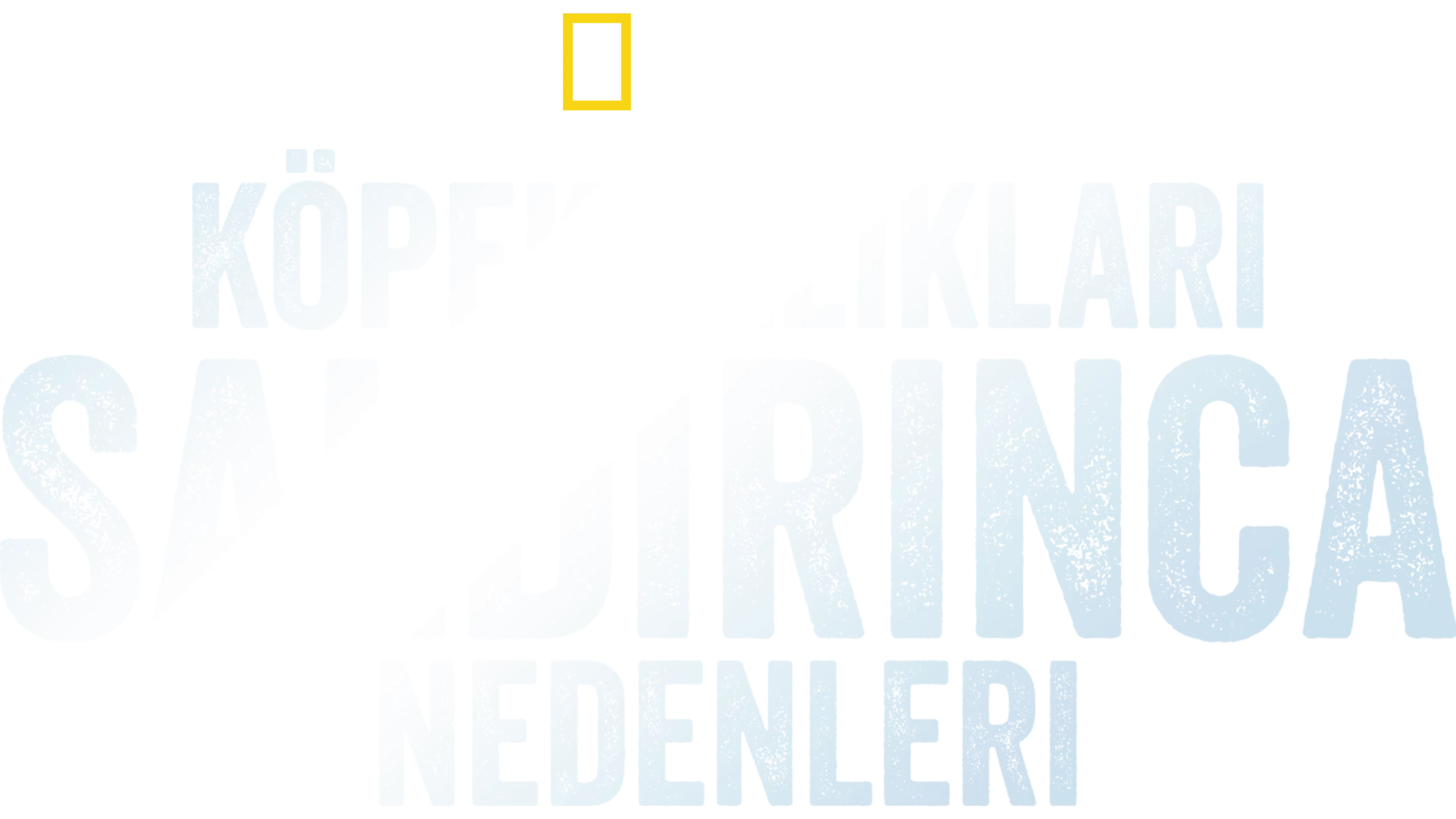 Köpekbalıkları Saldırınca: Neden