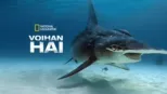 thumbnail - Voihan hai