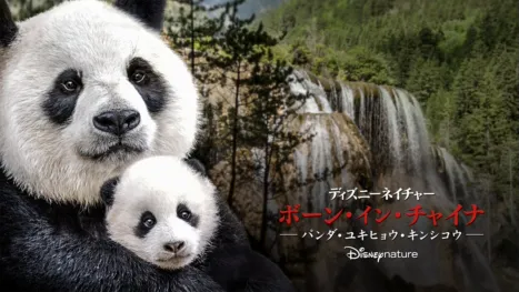 thumbnail - ボーン・イン・チャイナ - パンダ・ユキヒョウ・キンシコウ -
