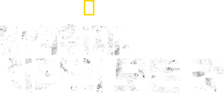밀착취재: 치타의 모든 것