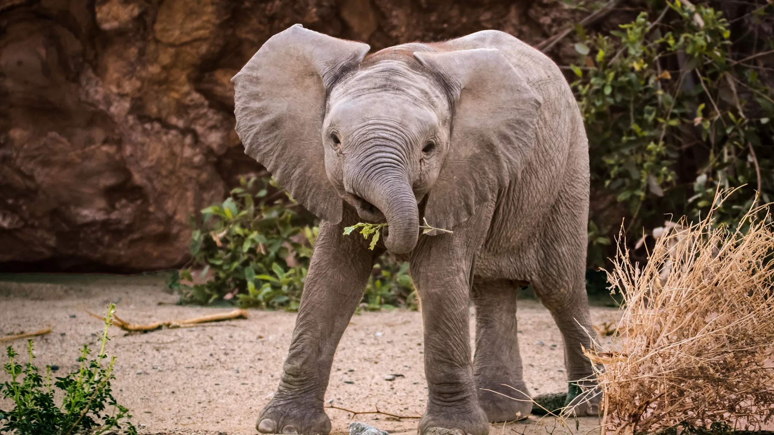 thumbnail - S1:E2 Desert