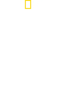 SS indefra: Vejen mod magten