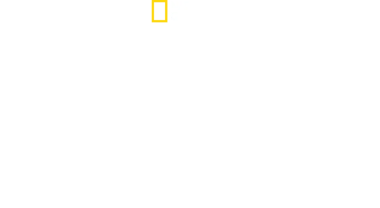 Ataques de Tubarão: Mistérios Revelados