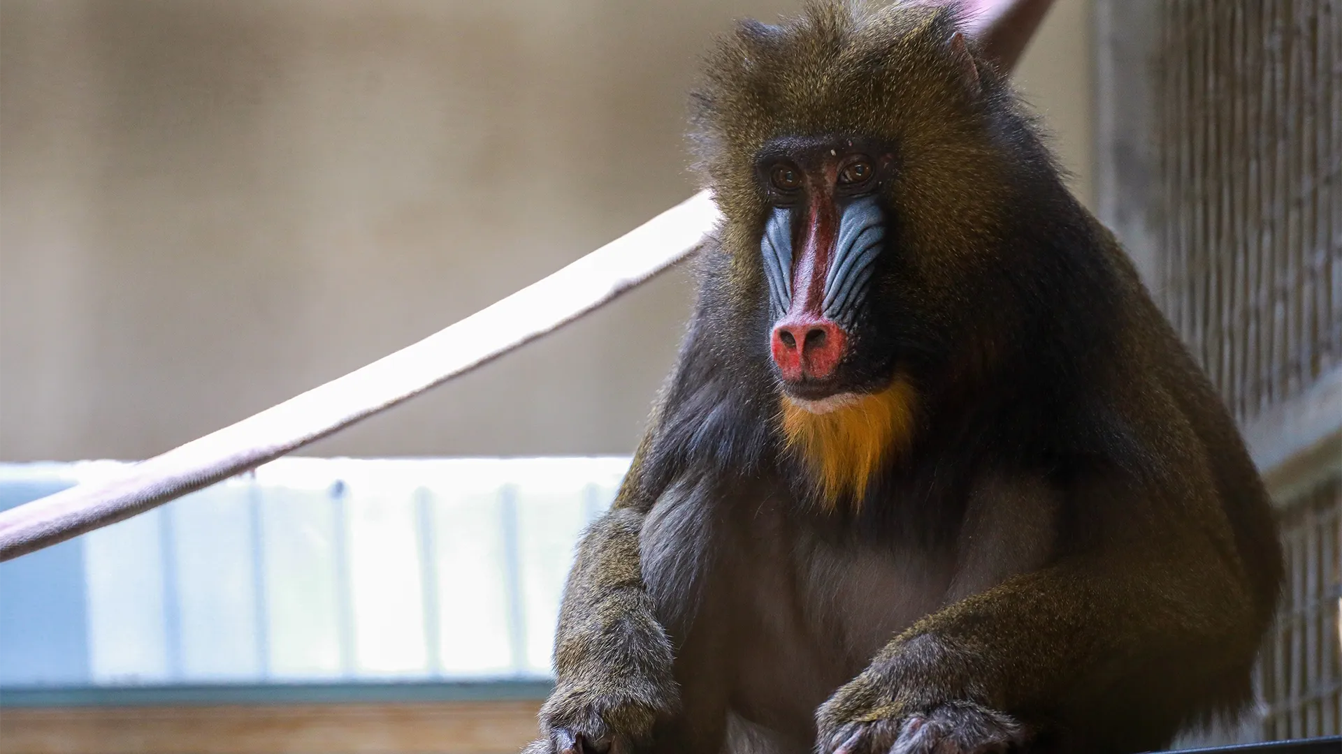 thumbnail - S2:E4 Okapi Bundle of Joy