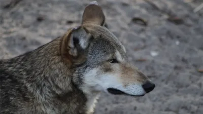 thumbnail - S4:E3 Canine Get a Witness