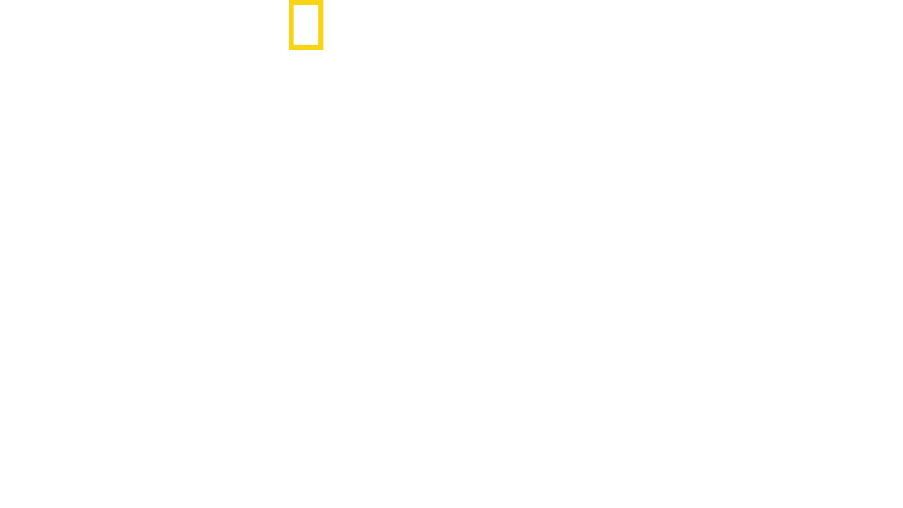 Rechin contra Surfer