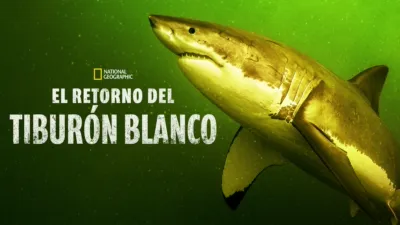 Return of the White Shark
