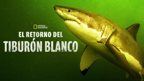 thumbnail - El Retorno del Tiburón Blanco