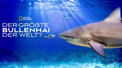 Der größte Bullenhai der Welt?