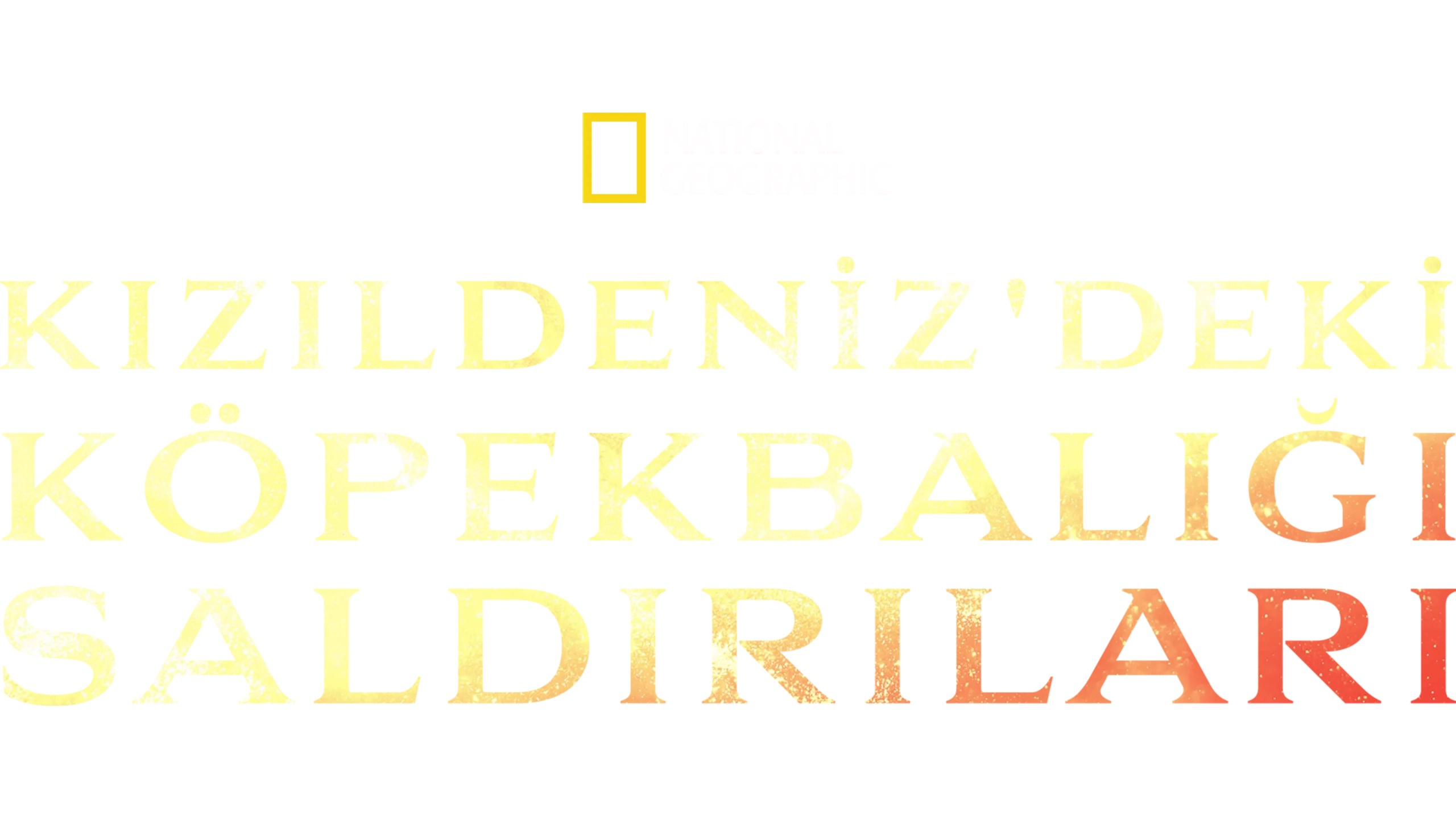 Kızıldeniz'deki Köpekbalığı Saldırıları
