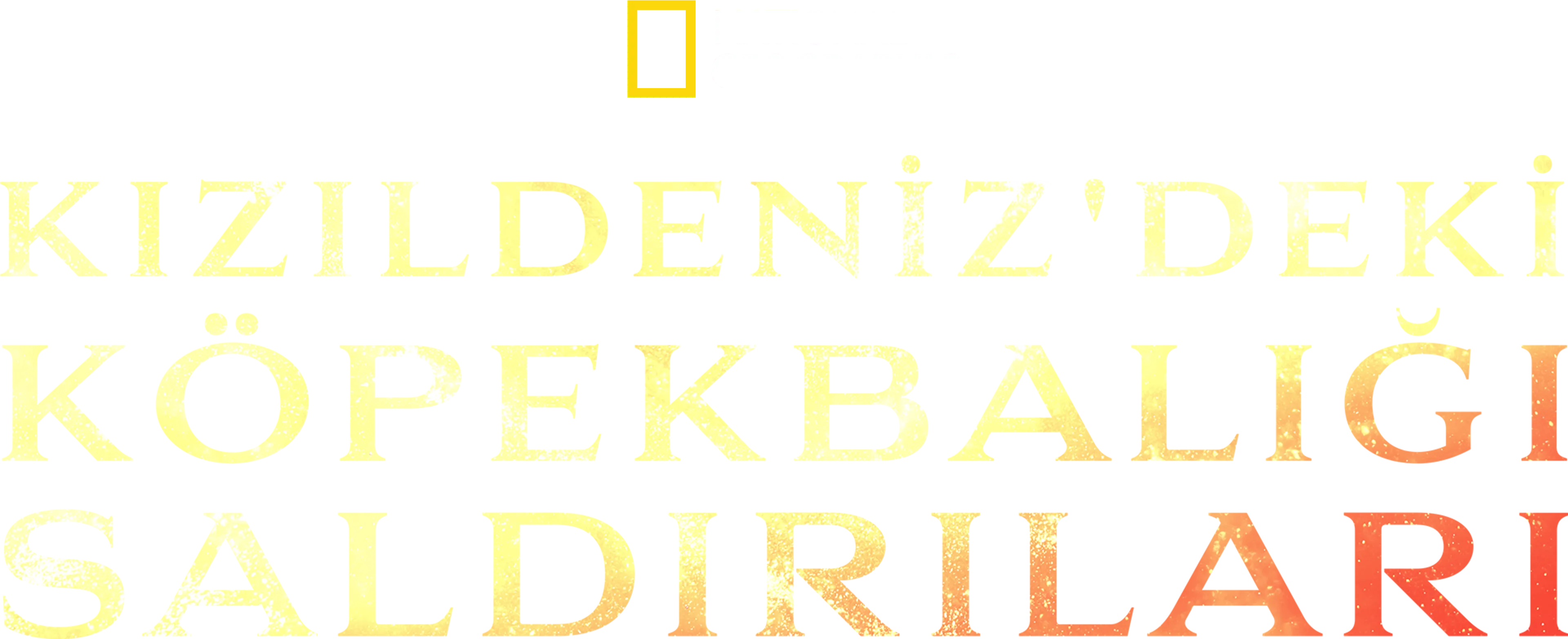 Kızıldeniz'deki Köpekbalığı Saldırıları