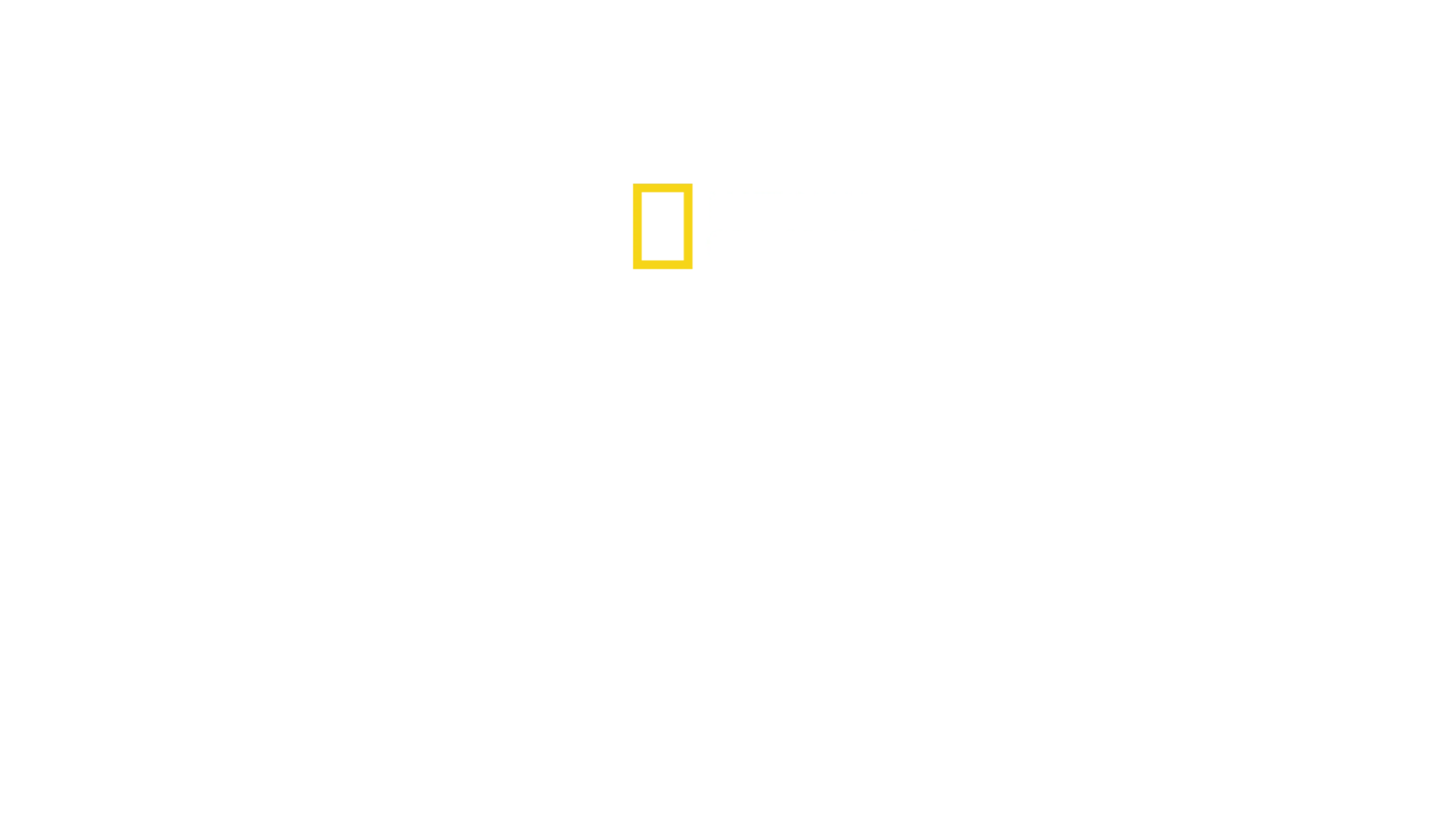 왓 더 샤크?