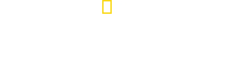 왓 더 샤크?