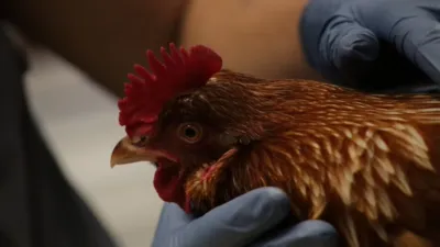 thumbnail - S1:E7 Don't Mess With Mama!