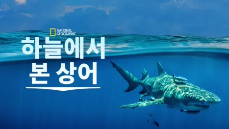 thumbnail - Sky Sharks
