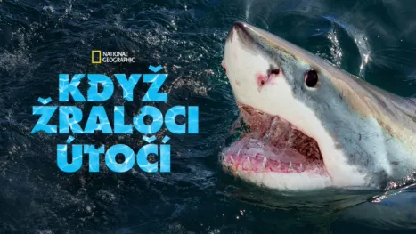 thumbnail - Když žraloci útočí