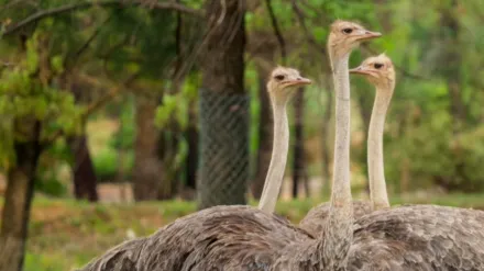 Secrets Of The Zoo: Down Under