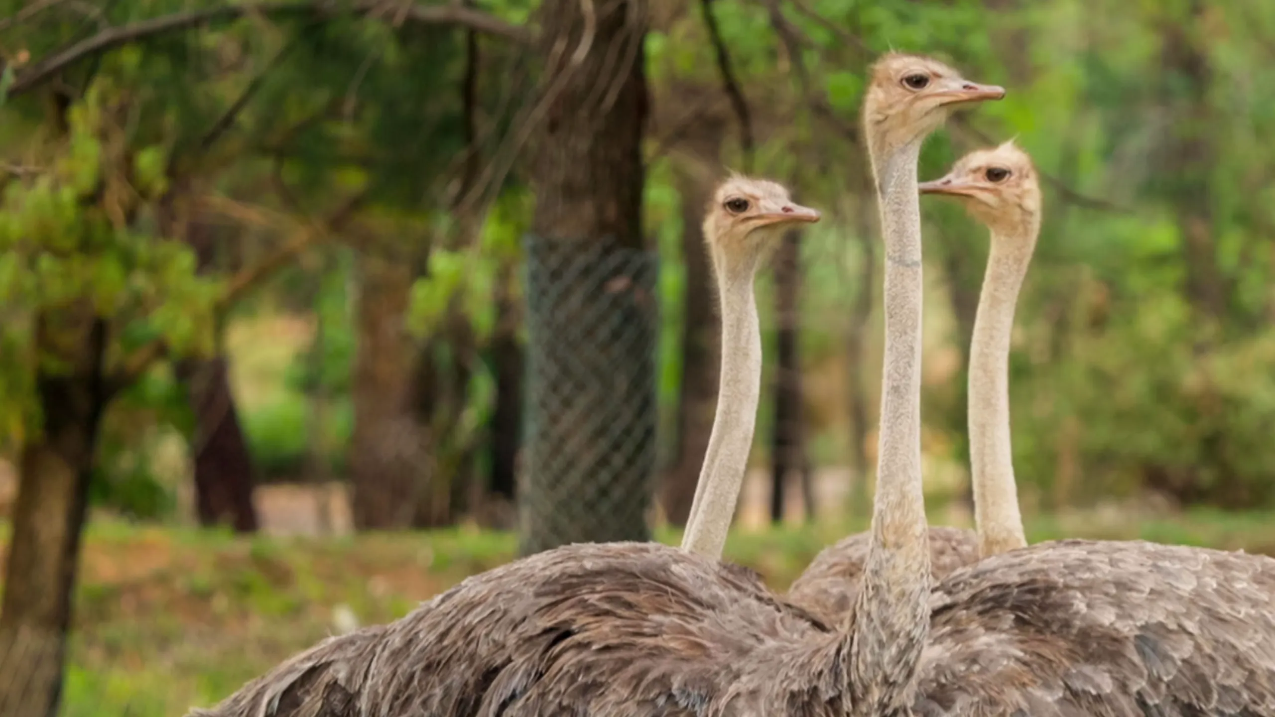 Secrets Of The Zoo: Down Under