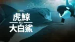 thumbnail - 虎鯨對上大白鯊